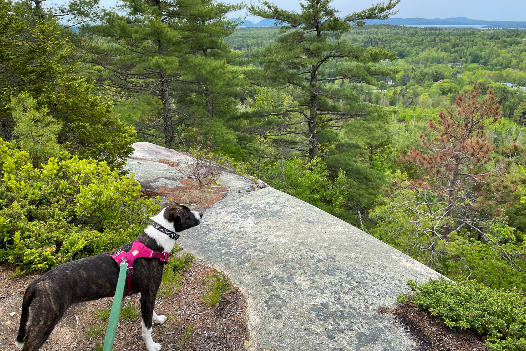 How to keep biting flies off your dog - Vimarsana News