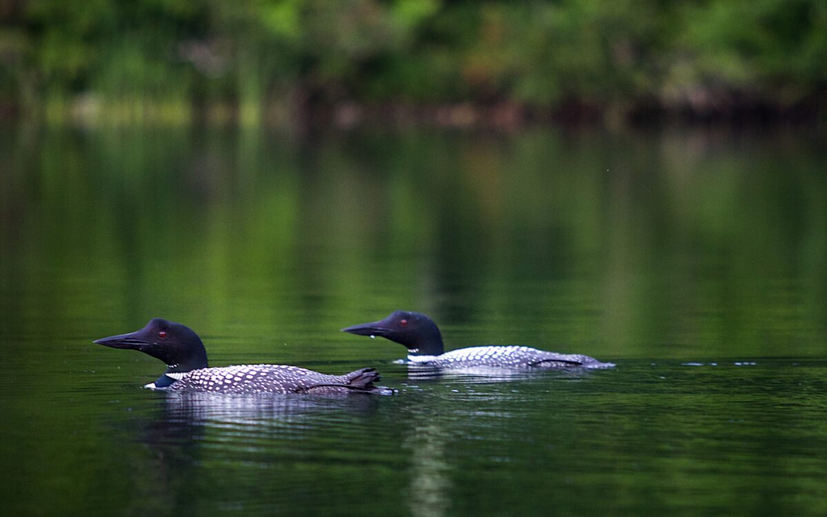 Loons have 4 different calls and this is what they mean