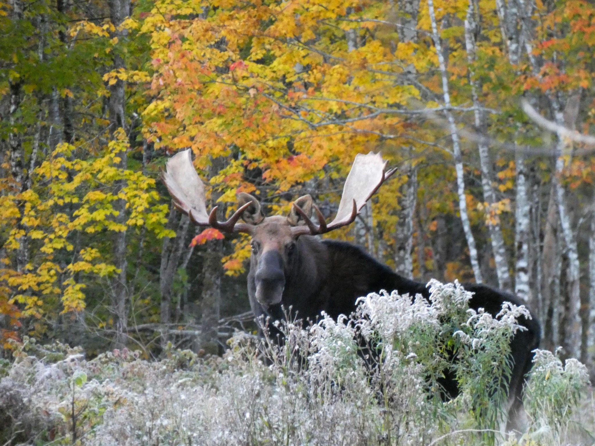 5 Of The Best Places In Maine To See A Moose Flipboard
