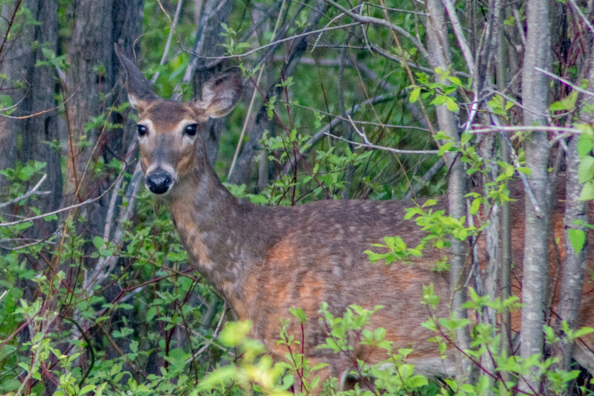 How to claim your antlerless deer permit, or get one if you weren’t drawn