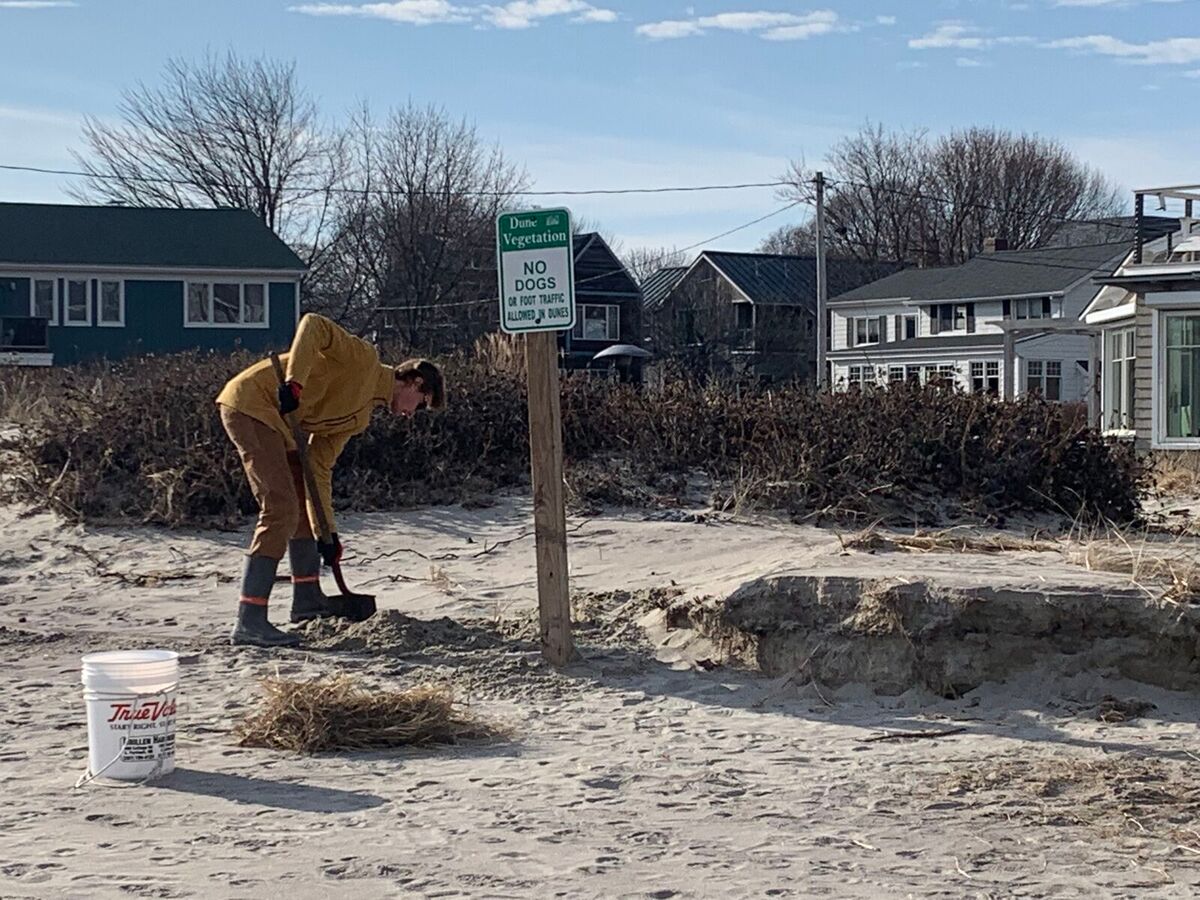 Volunteers start to replant dunes in South Portland following massive storm