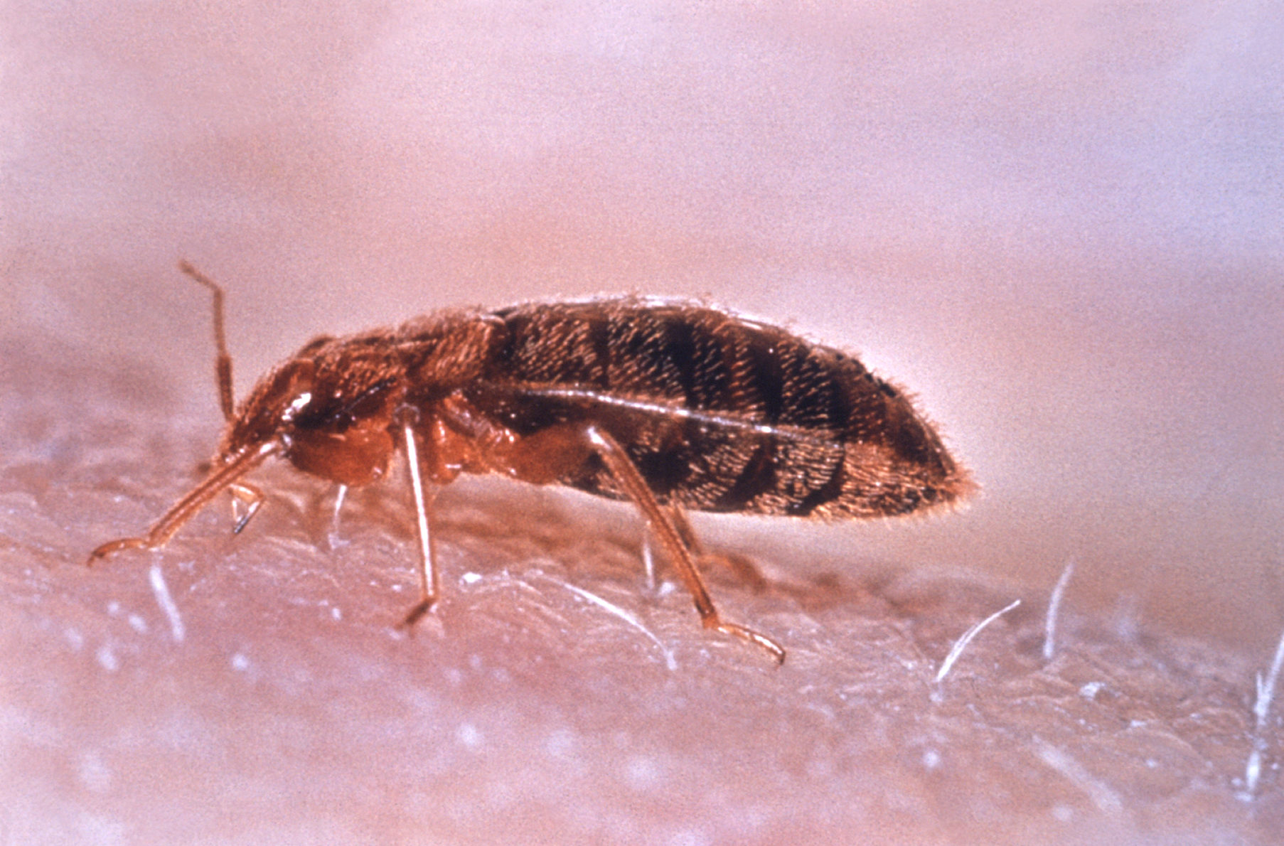 Bed bugs found at central Maine elementary school