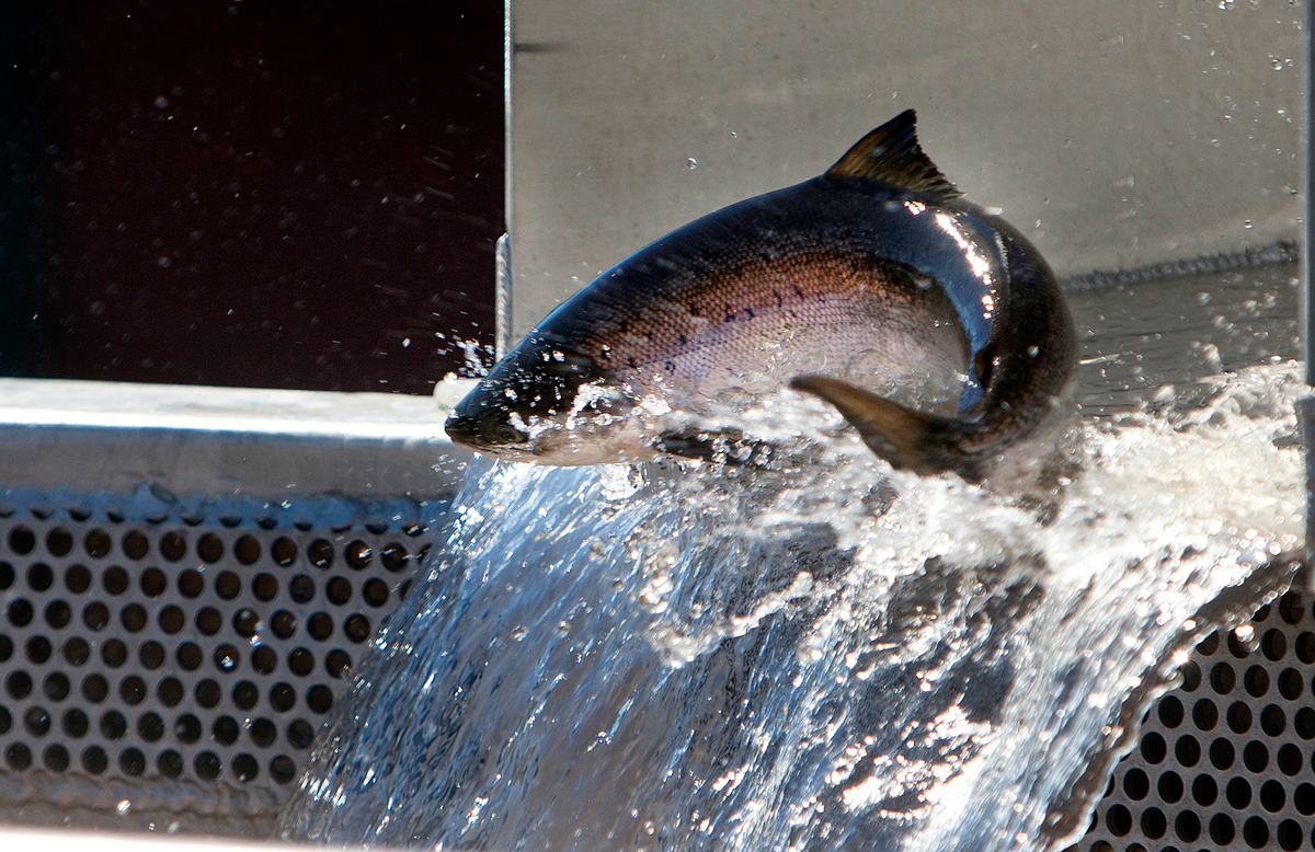 2nd fish lift needed for Atlantic salmon crossings at Milford dam