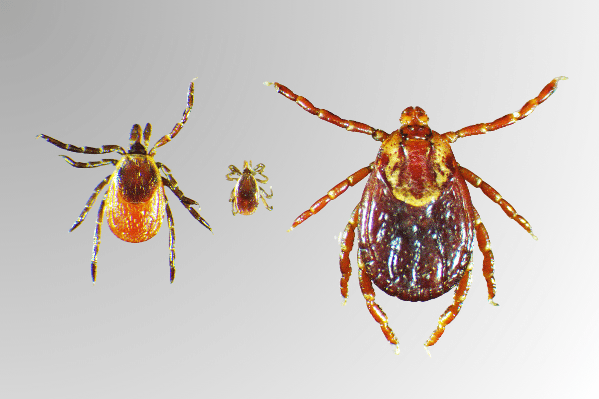 UMaine’s tick lab can now detect 2 more tick-borne diseases