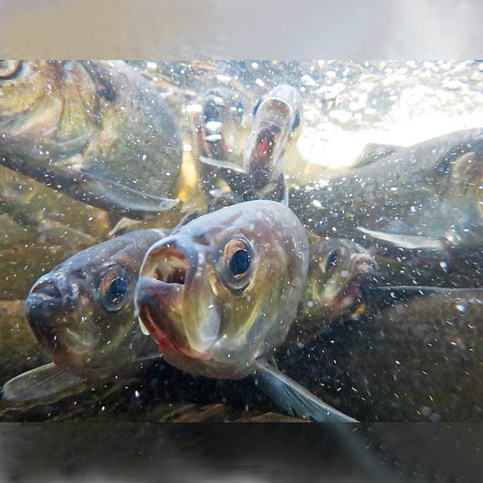 Alewife Day Bangor Daily News