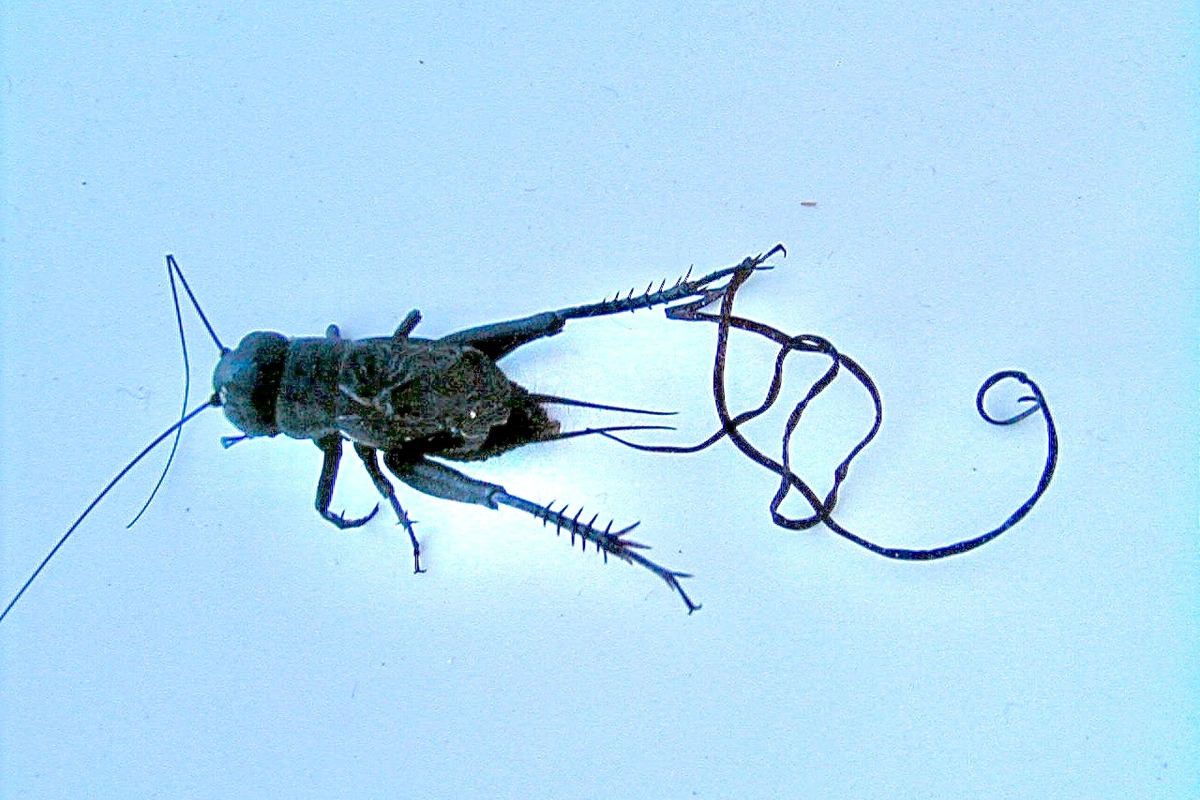 Despite it's appearance, this eerie parasitic worm can't hurt you