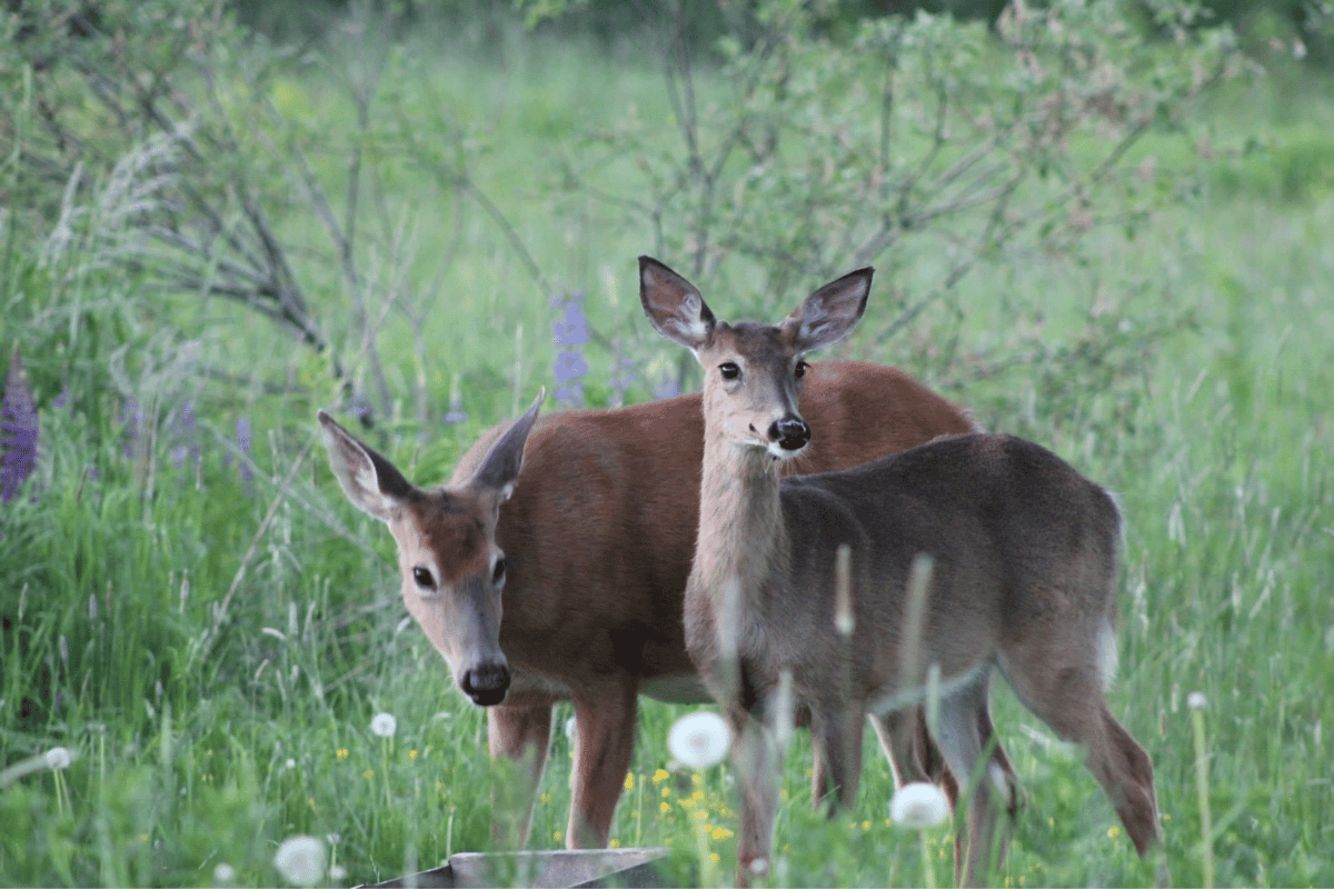It’s time to apply for your 2023 antlerless deer permit