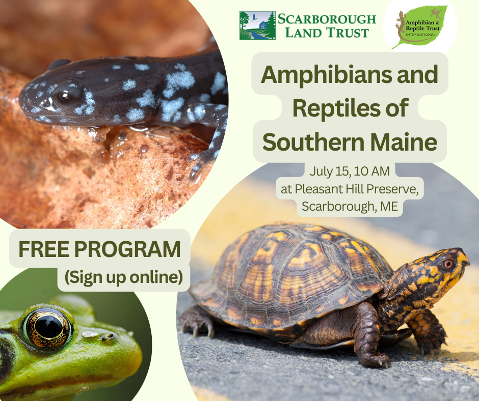 Amphibians and Reptiles of Southern Maine Bangor Daily News