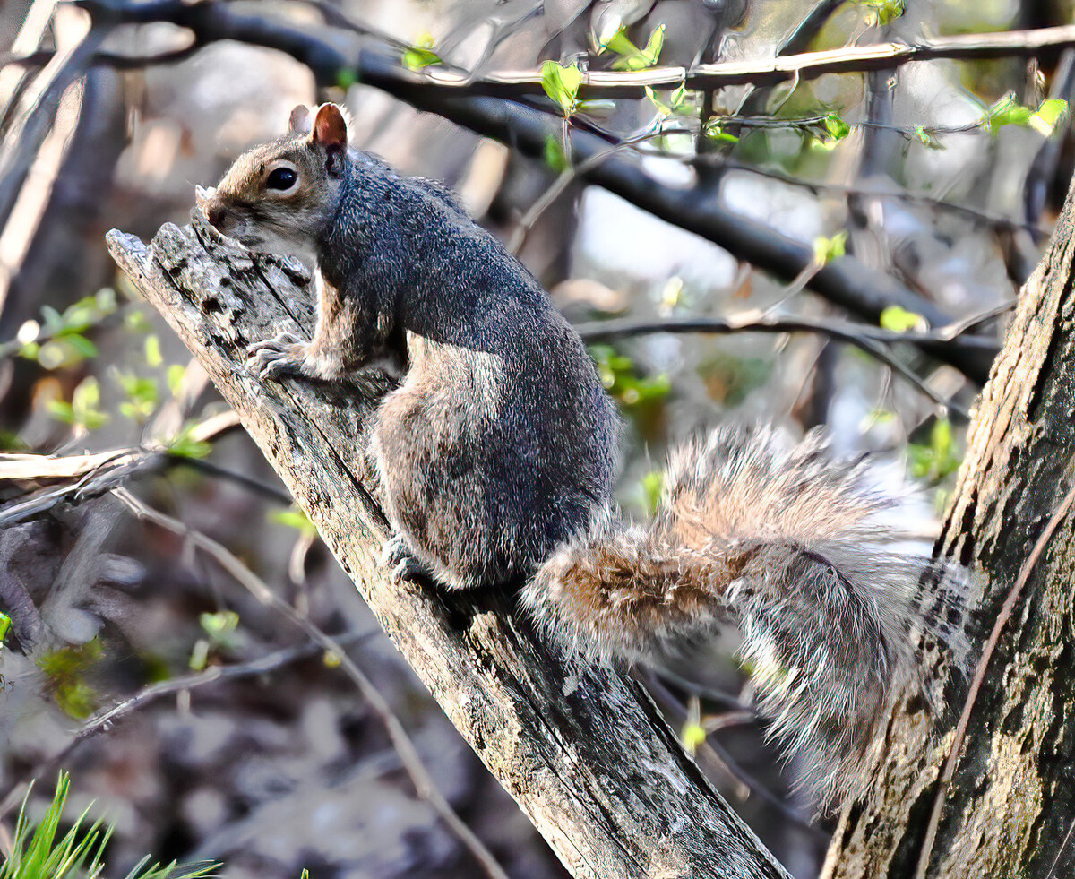 How to stop squirrels from moving into your house and burning it down
