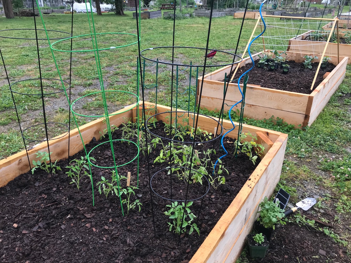 Not all crops are hating Maine's heavy rain this summer - Vimarsana News