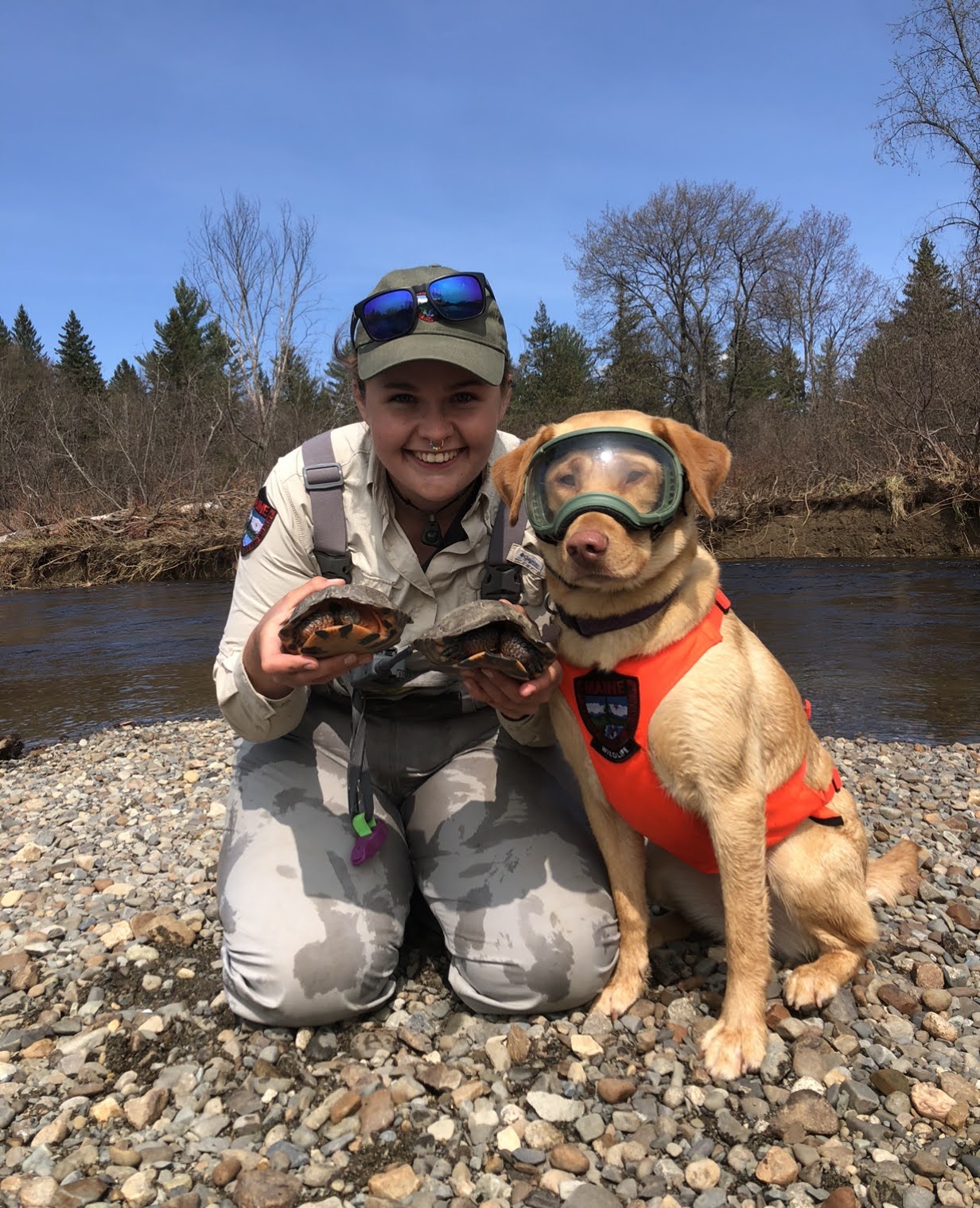 This dog helps Maine biologists protect turtles from illegal pet market
