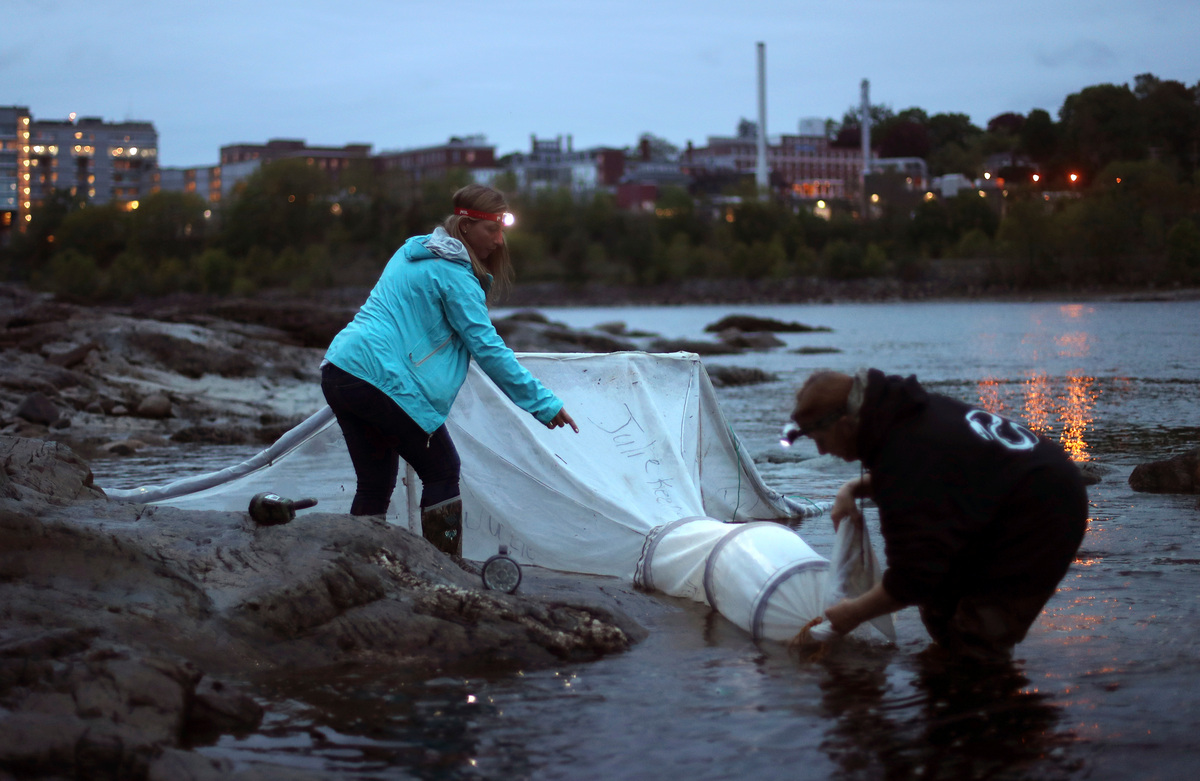 Maine fishermen hope baby eel quota will be raised - Vimarsana News