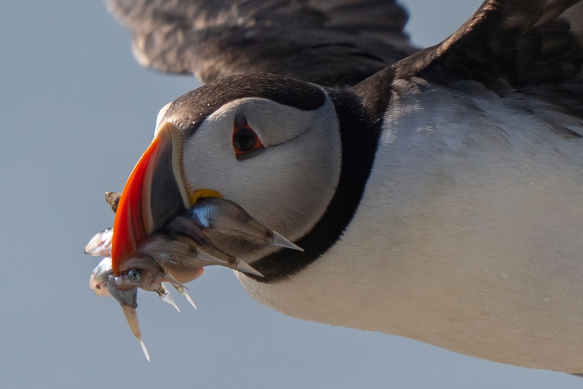 Fixing the Seabirds - Part II