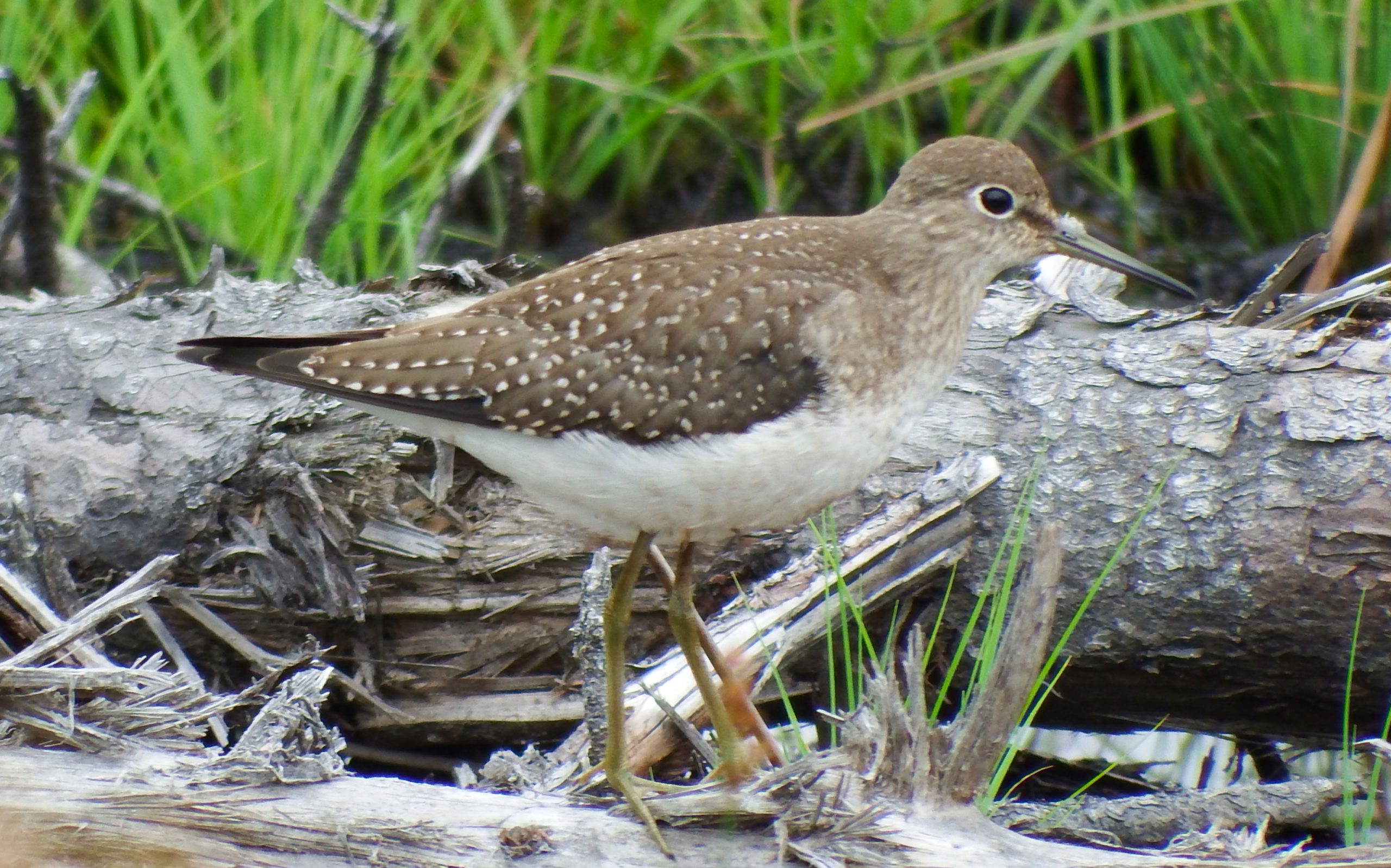 Climate change is altering the fall migration habits of birds in Maine