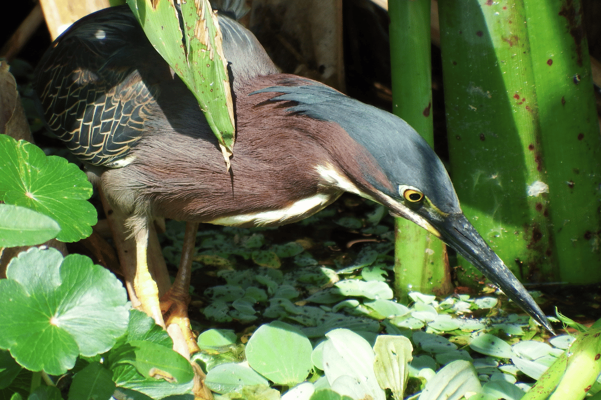 If you understand the basics, you can take good bird photos without an ...