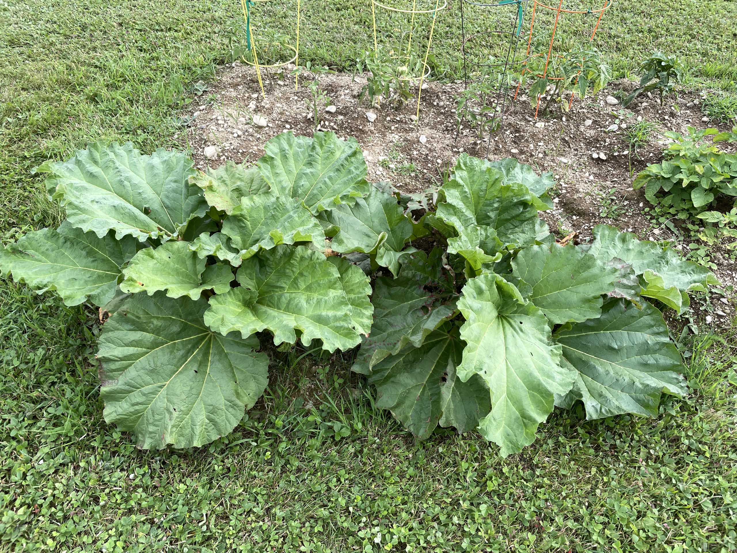 How pee affects your plantings