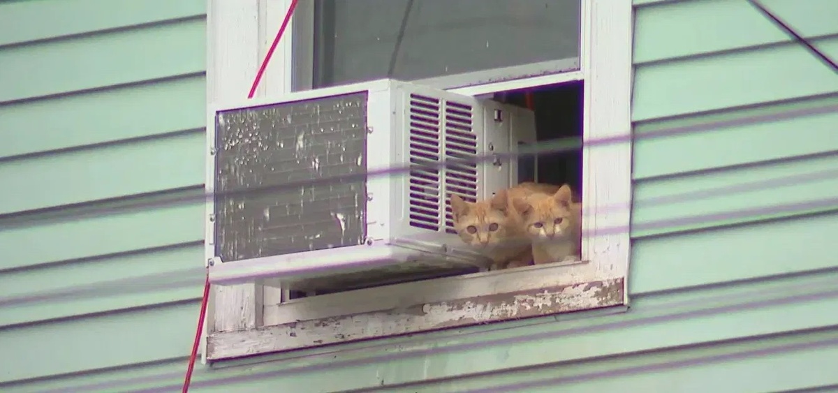 2 charged after 55 cats rescued from 'dire' conditions in Auburn