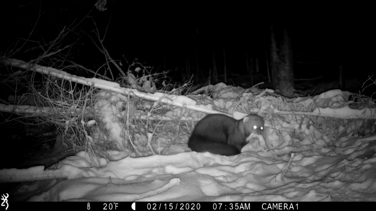 Have you seen a fisher cat wag its tail?
