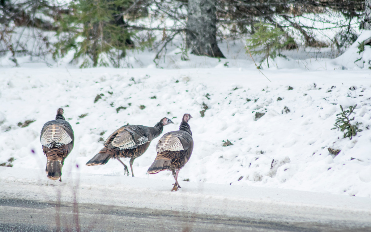 Here are truths and myths about Maine wild turkeys