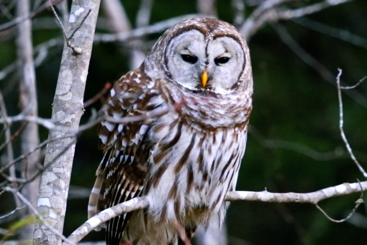State biologists want you to send them owl vomit