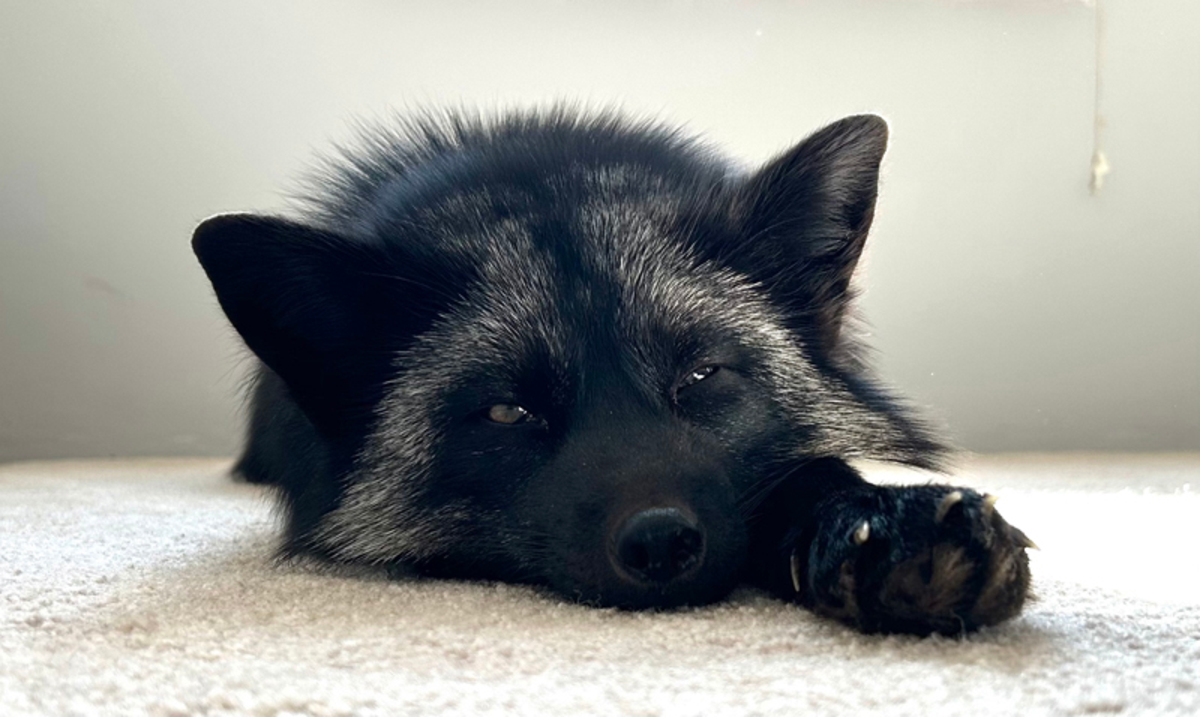 Silver fox seized after he was reunited with owner