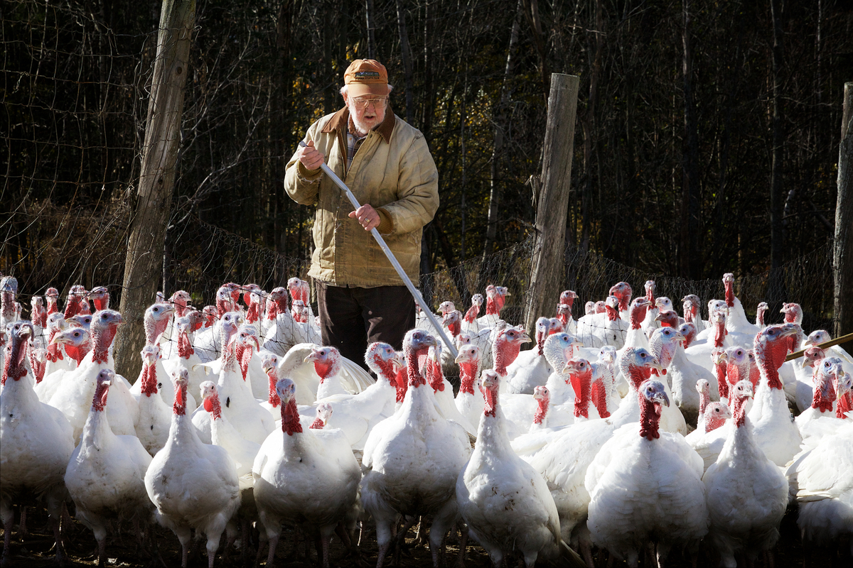 What to consider before adding turkeys to your homestead - Vimarsana News