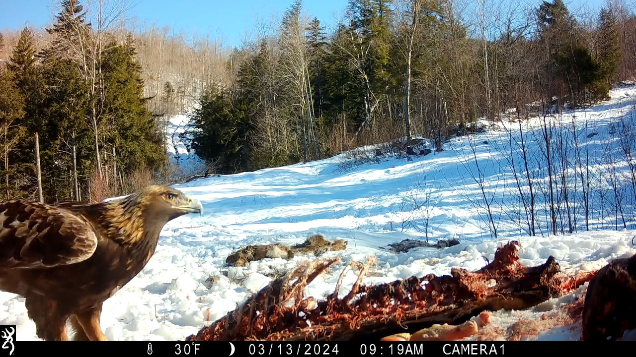 See this up-close video of a rare golden eagle