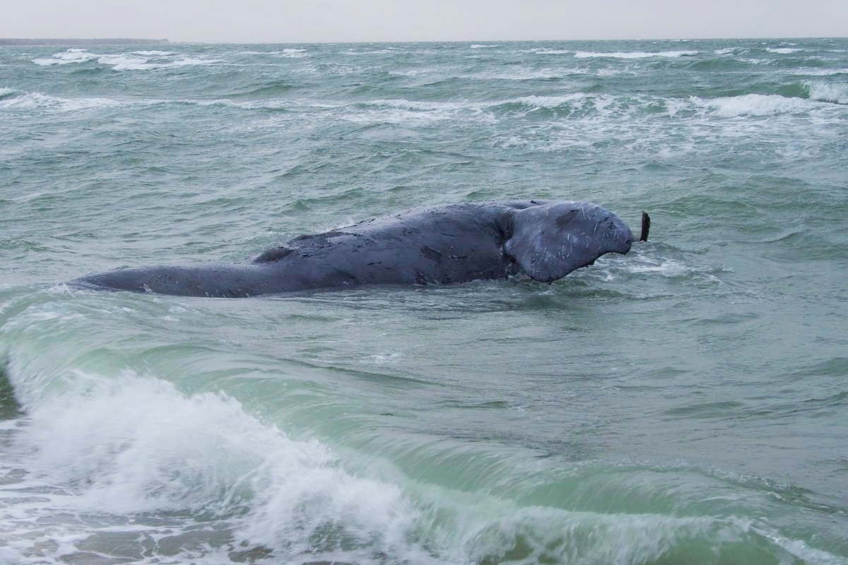 North Atlantic right whale found dead off Virginia coast, baby whale presumed dead - Vimarsana News