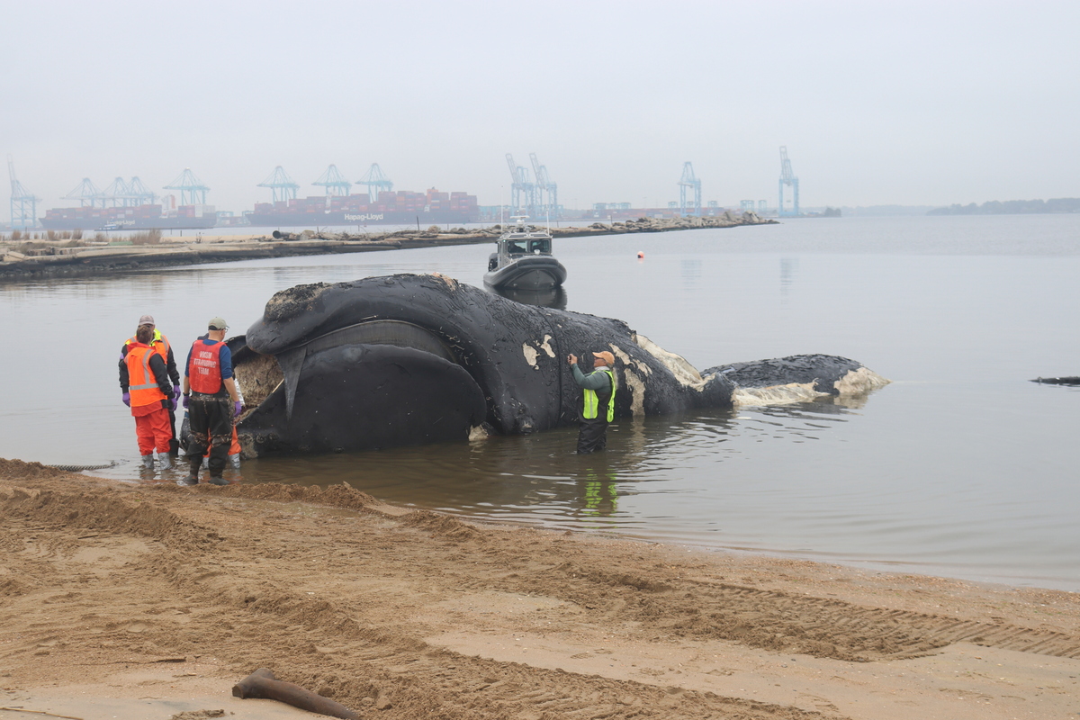 Right whale found dead in Virginia was hit by a ship