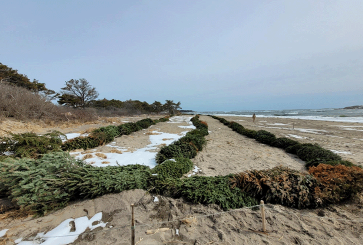Christmas trees now helping restore Popham Beach sand dunes - Vimarsana News