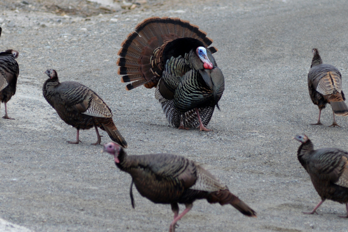There is nothing like the sounds in the turkey woods at daybreak