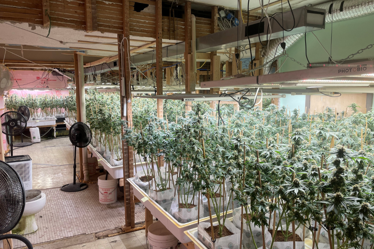More than 2,500 pot plants found at Parsonfield illegal drug bust - Vimarsana News