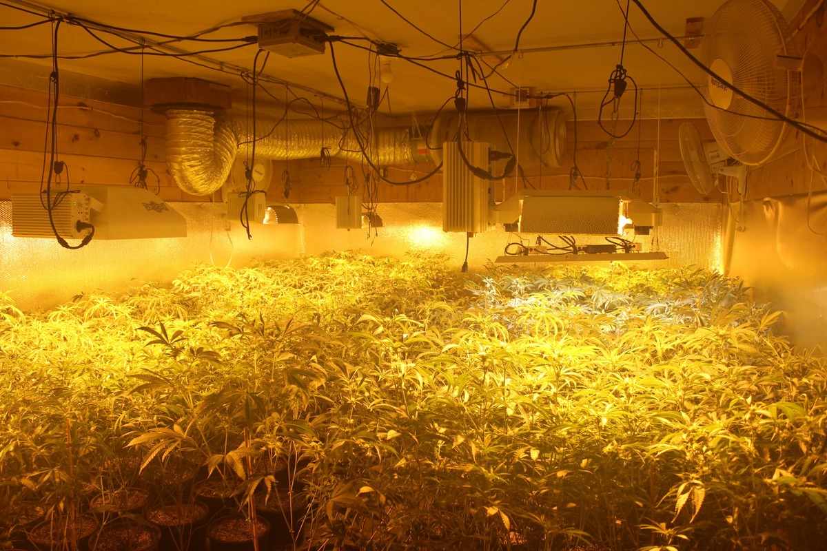 FBI director says Chinese organized crime gangs are connected to Maine marijuana grow houses - Vimarsana News