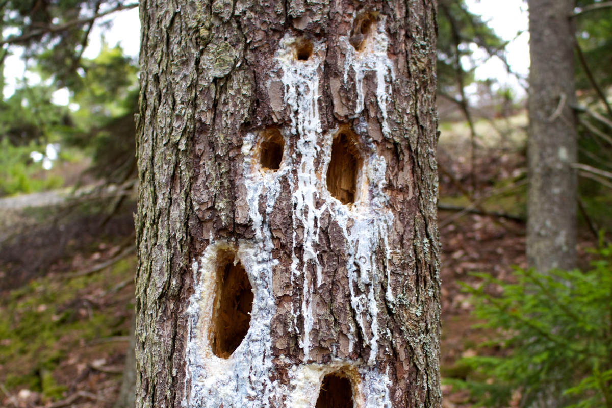 Signs of Wild Animals You Can Easily Miss on Hiking Trails