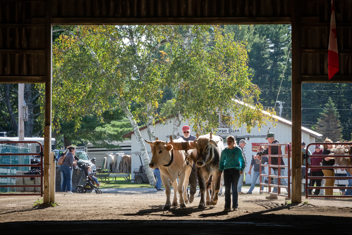Expect Maine's fairs to be more agricultural this year