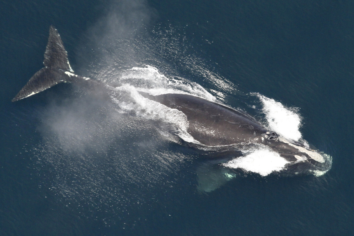Scientists warn that rare whale may still go extinct, despite increased births