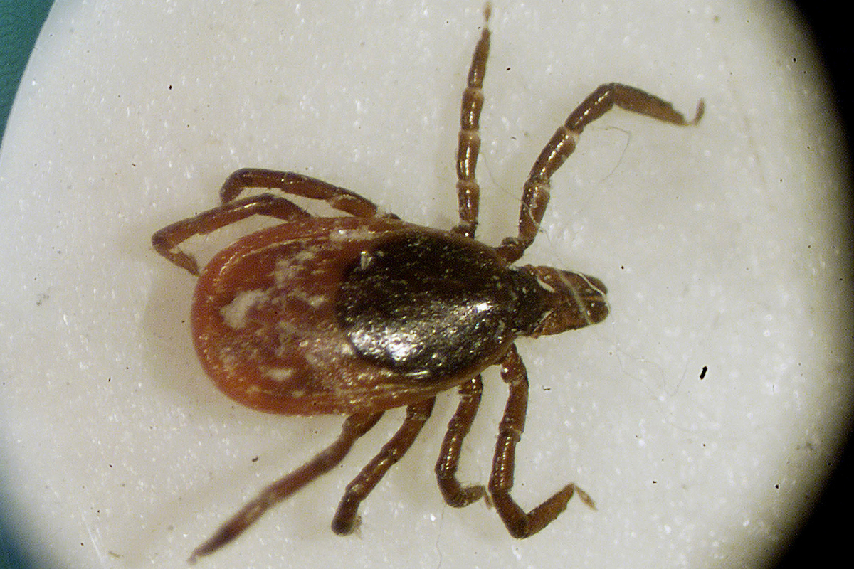 Mainer hospitalized with tick-borne disease