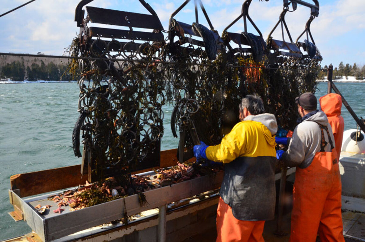 How much Maine dayboat scallops cost right now
