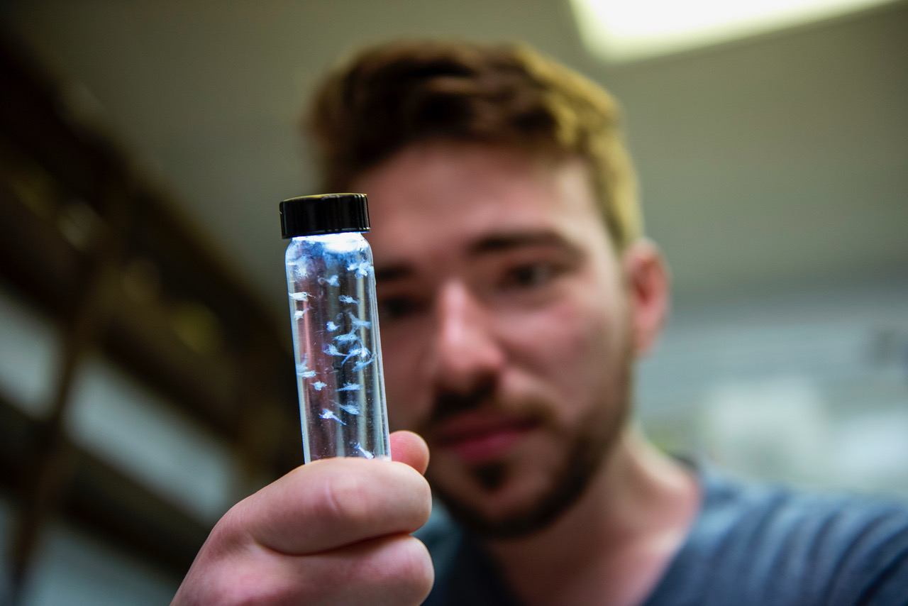 New methods complement old in revealing diet of larval lobsters