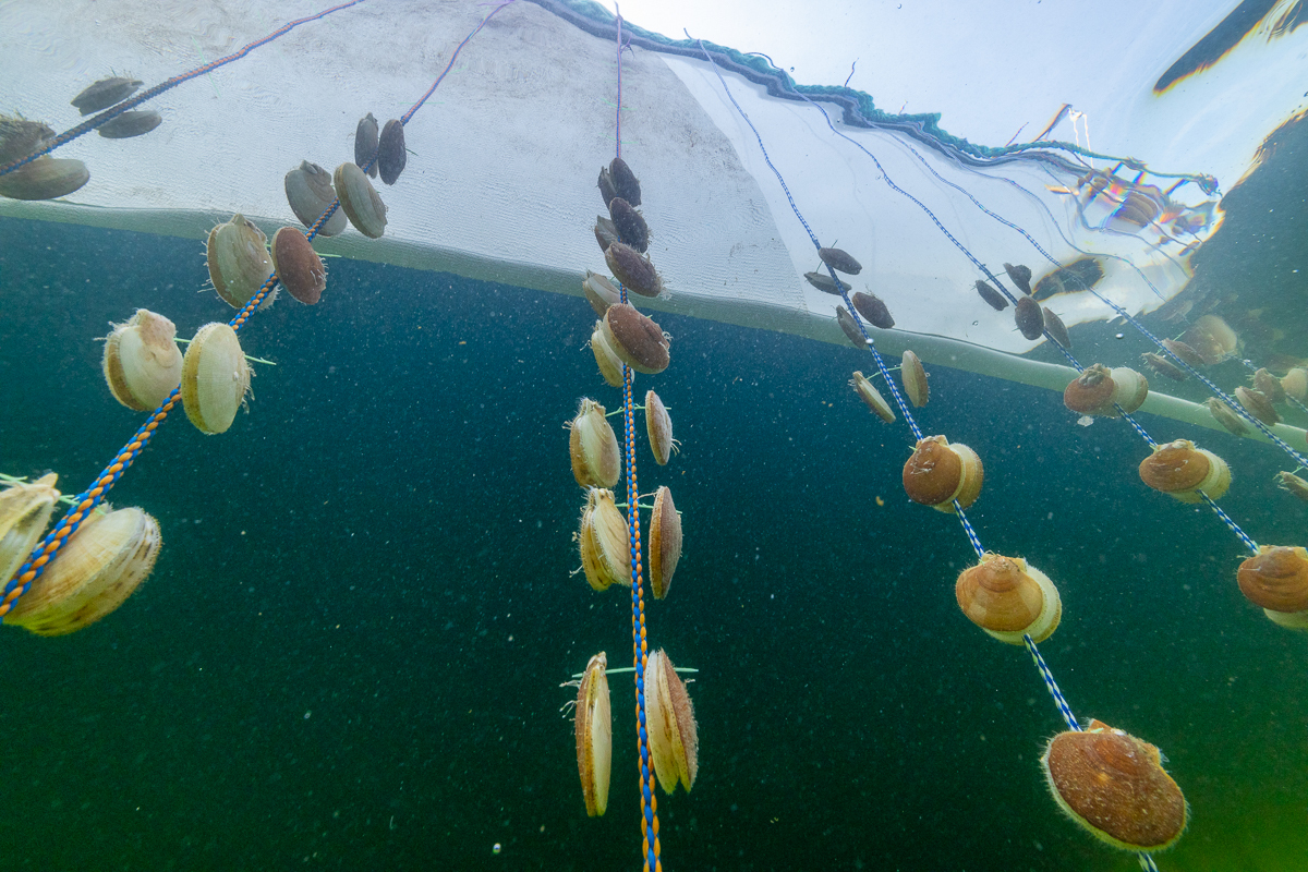 Maine OKs plans for state’s largest scallop farm