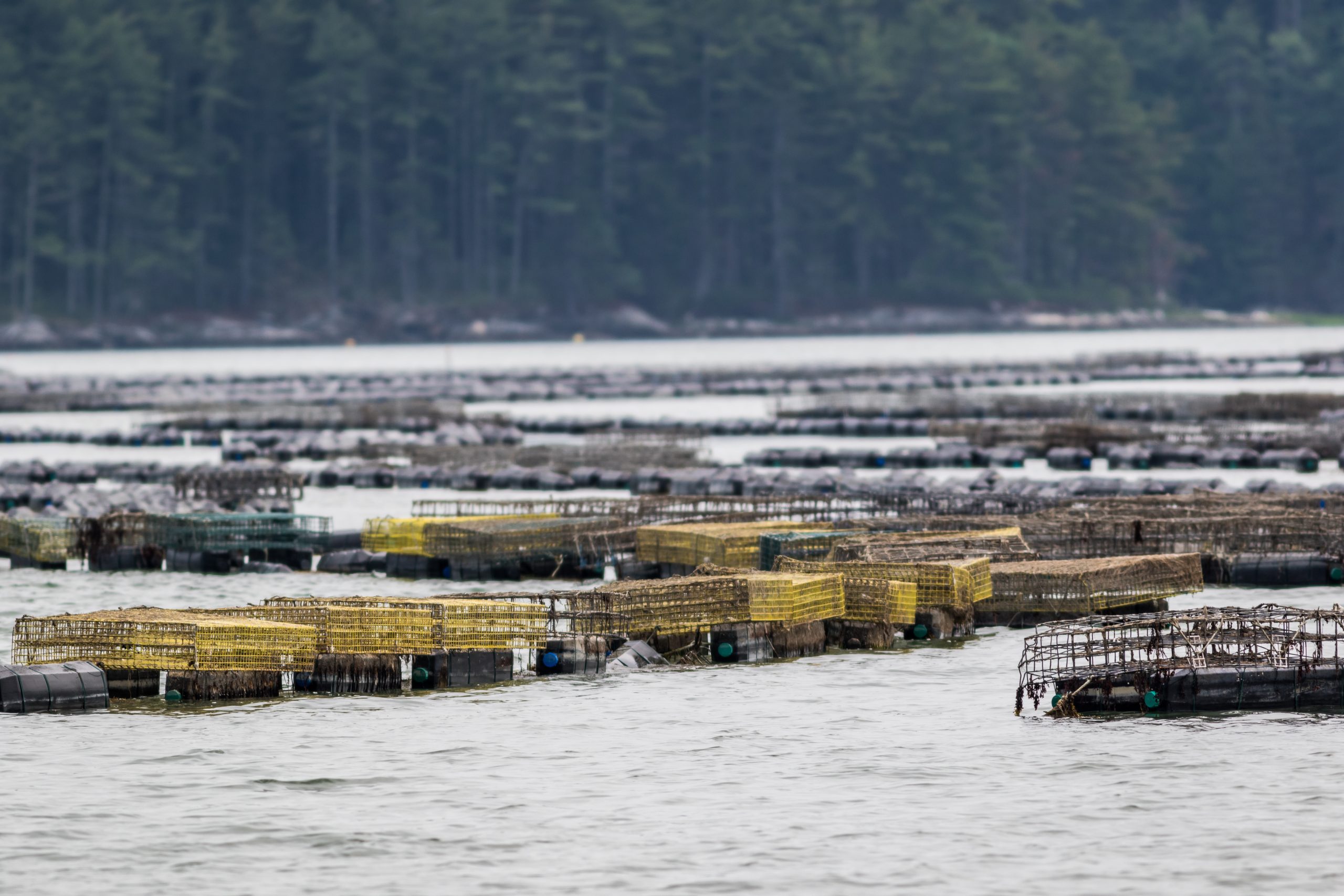 Gaining hands-on aquaculture experience