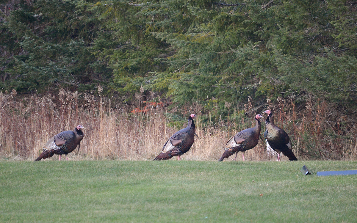 Maine fall turkey season opens Monday