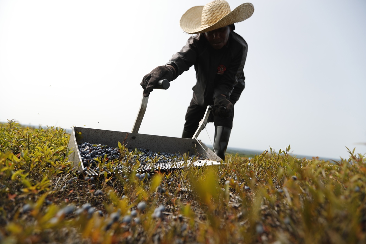 Maine’s blueberry growers grapple with drought, heat and higher costs