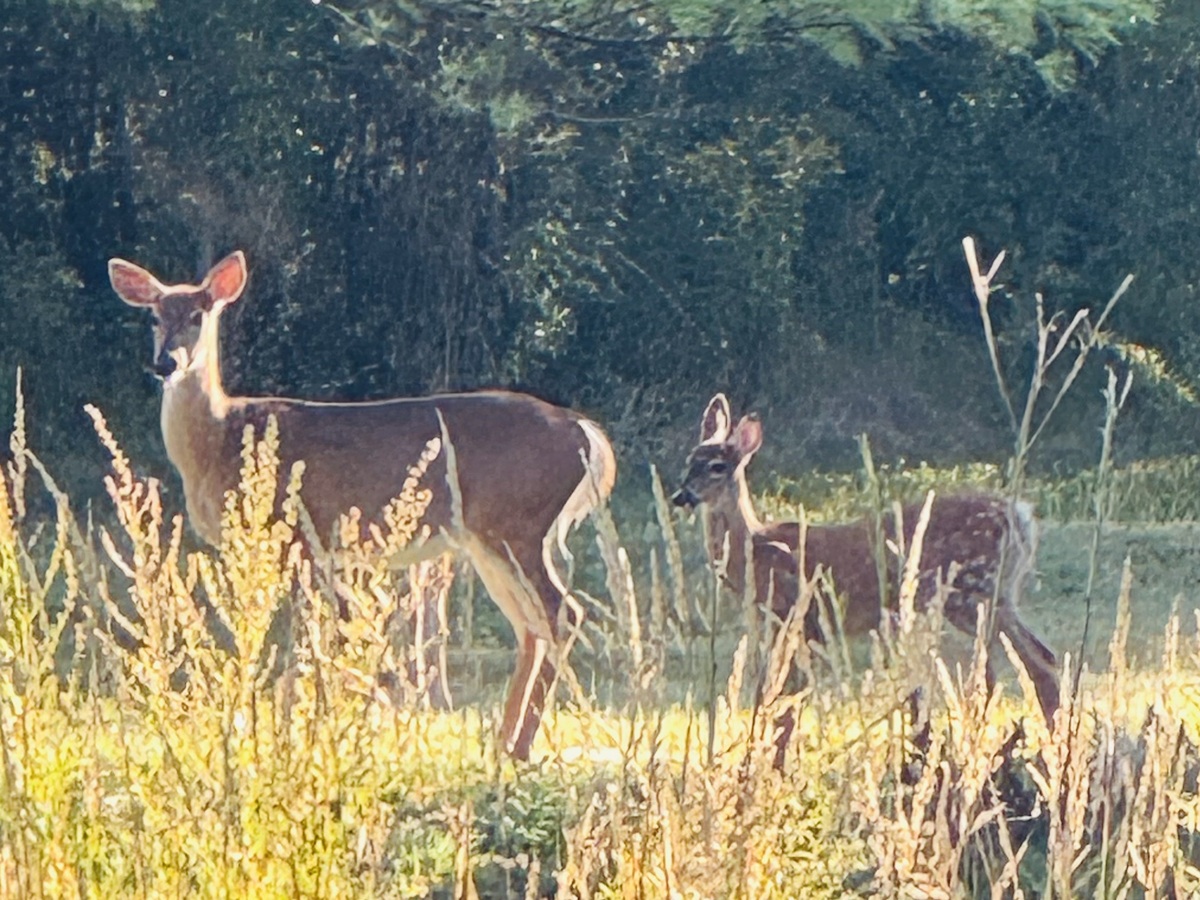 Maine hunters may soon be able to tag deer from their phones