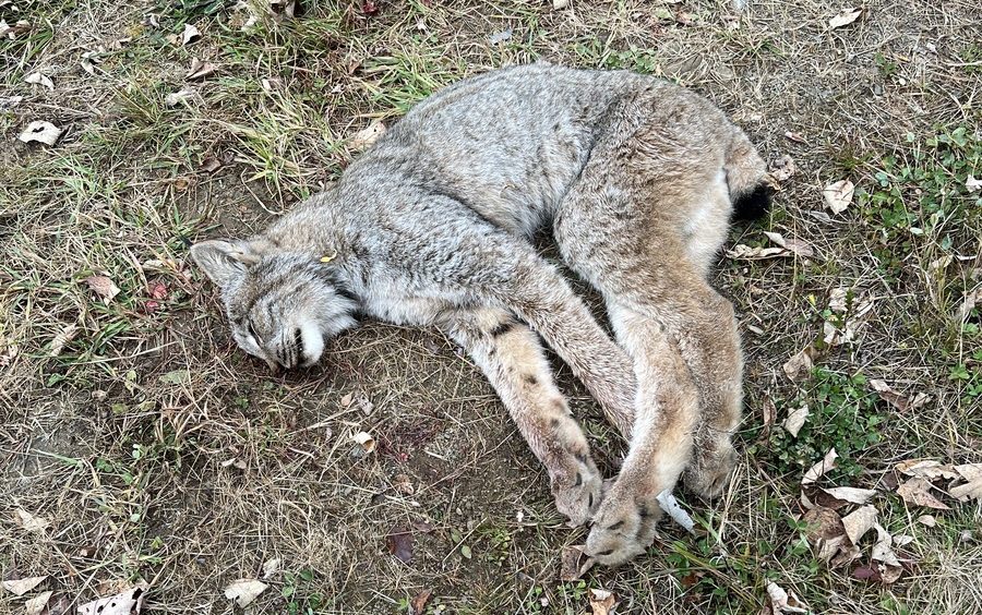 Someone illegally killed a lynx in the Maine woods