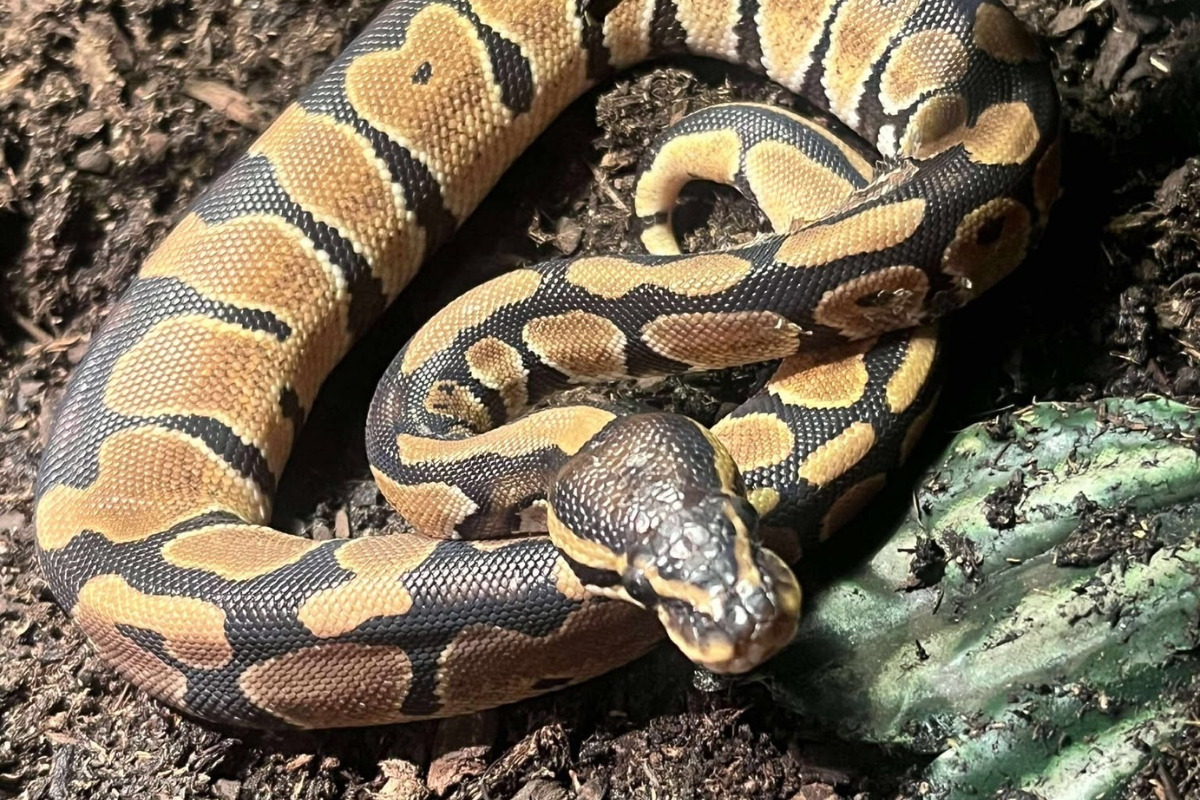Baby python found in Orrington yard