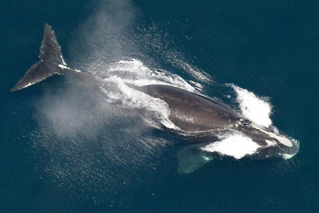 Rare right whale population off coast of Maine grew slightly last year