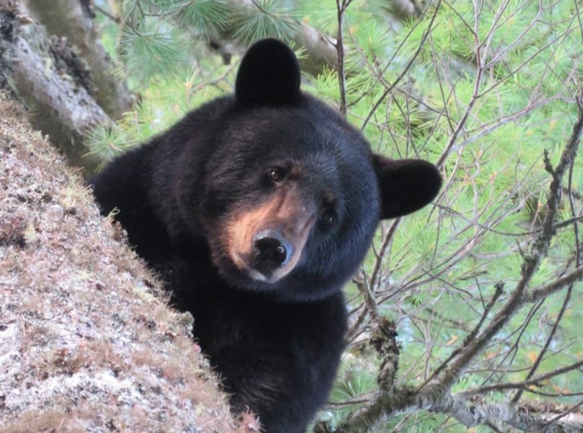 Tell us your hunting hot takes