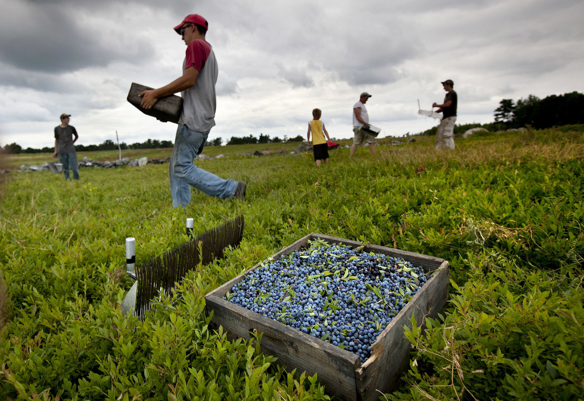 Maine blueberry group offers members $1.3M to help offset 2025 drought losses