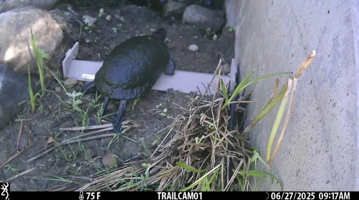 Maine’s 1st turtle tunnel is working